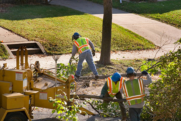 Best Tree and Shrub Care  in Hialeah, FL